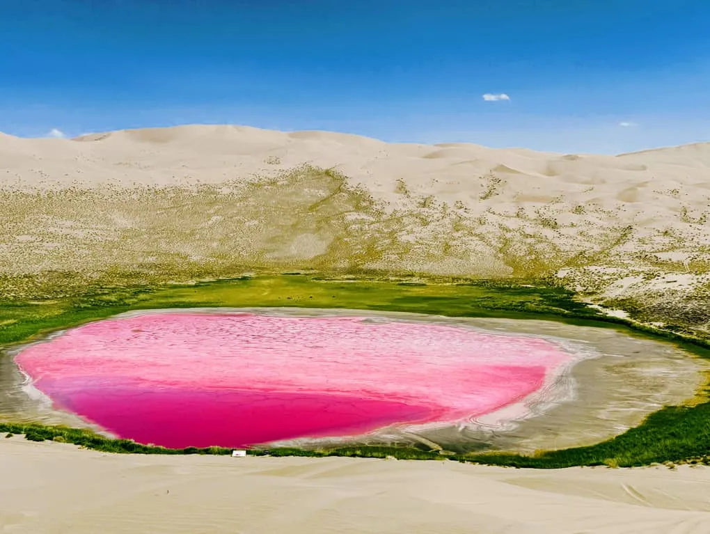 An aerial drone view showing a vibrant magenta-pink desert lake framed by towering golden sand dunes