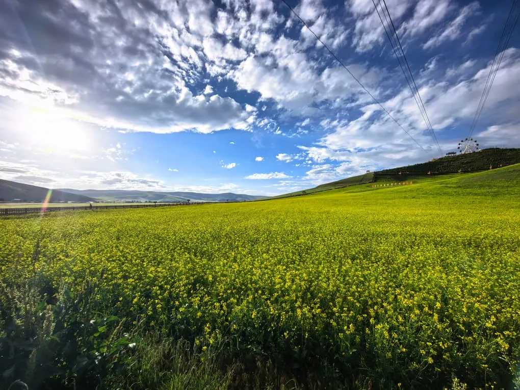 A wide scenic view of the alpine road winding past pine forests and blooming canola flower fields under the Qilian snow peaks