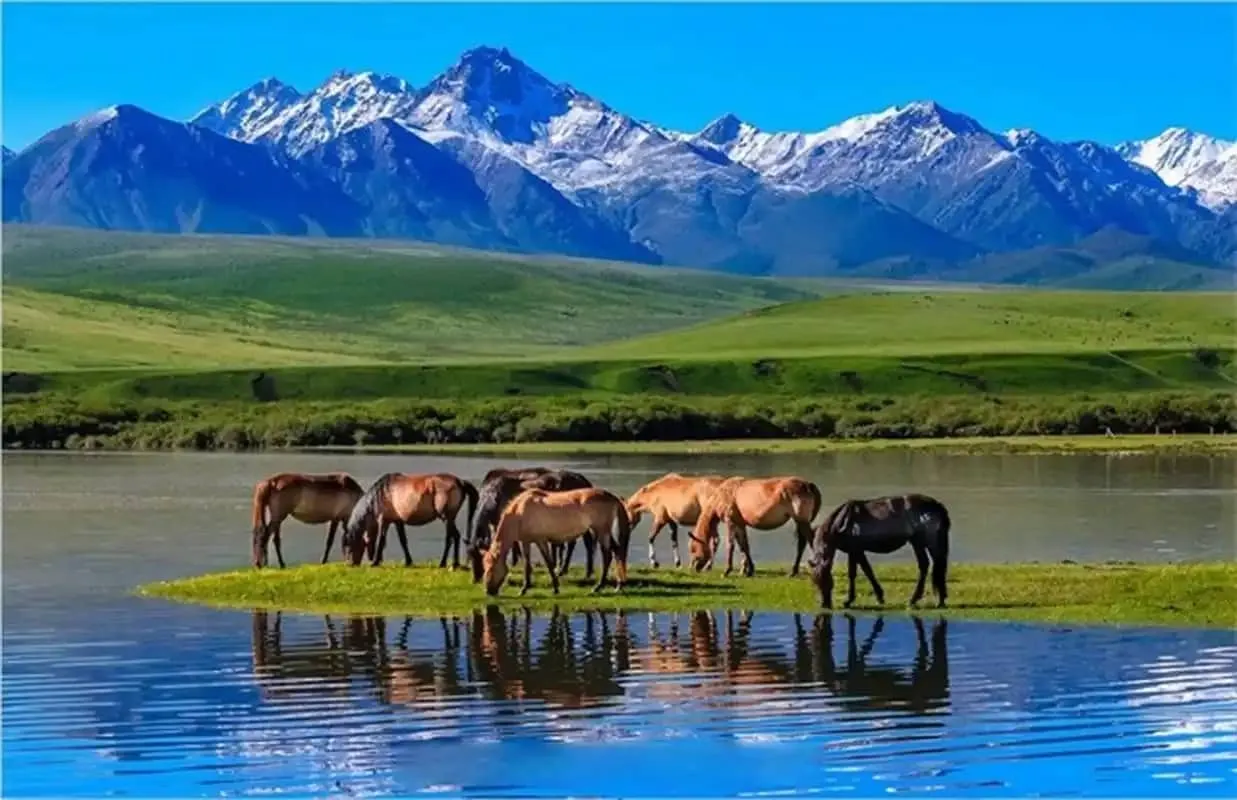 A herd of majestic Shandan horses grazing peacefully on the lush green alpine meadows under the massive Qilian glaciers